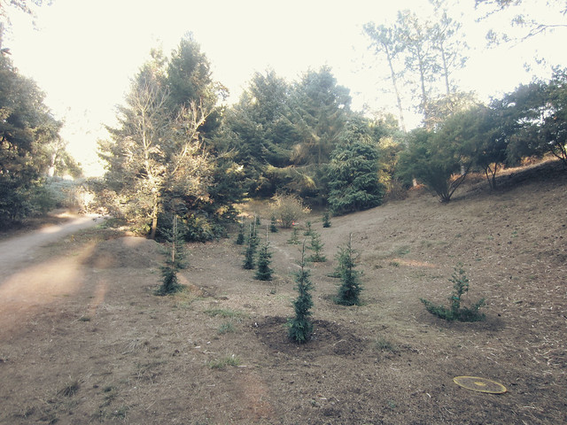 young trees planted in golden gate park, san francisco (2012)