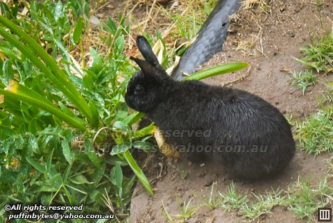 European Rabbit - Oryctolagus cuniculus