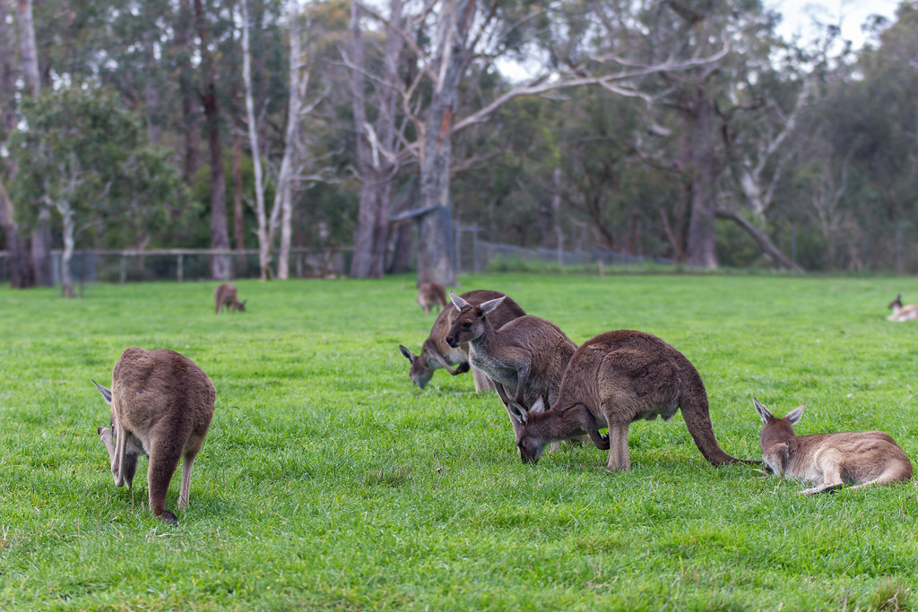 Cleland Wildlife Park | Kangaroo at Cleland Wildlife Park, S… | Flickr