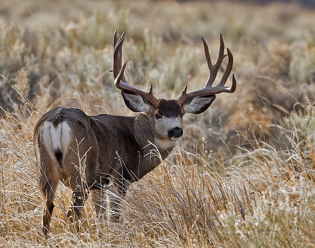 Mule Deer Buck - Image #6225 | Very big Mule Deer buck. Best… | Flickr