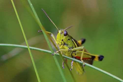 Mecostethus grossus by Erland R.N., July 2016.
Asby, Östergötland, Sweden.
