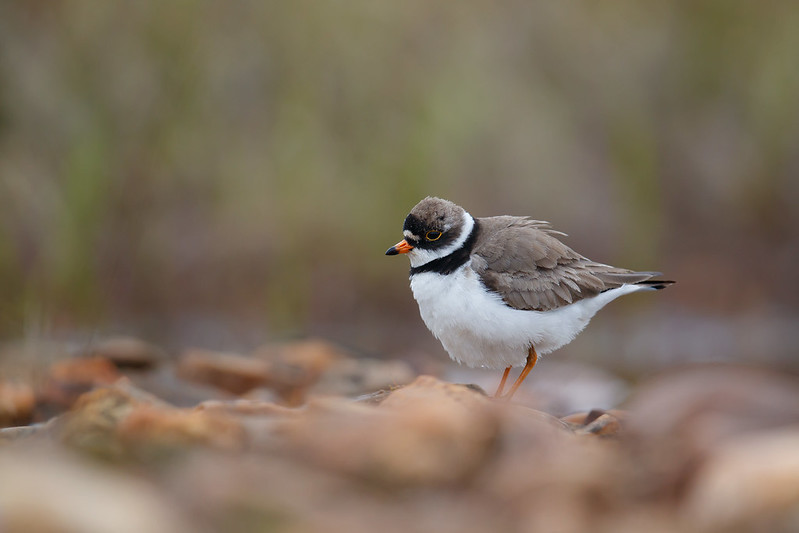 Charadrius semipalmatus | Semipalmated Plover | flikstrandpipare