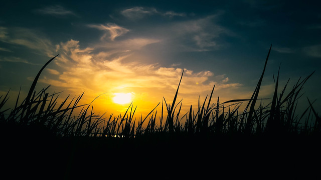 Sunset on paddy field