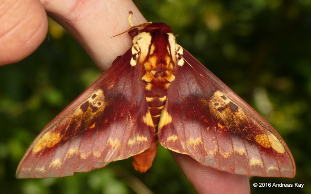 Saturniid Moth, Citheronia phoronea