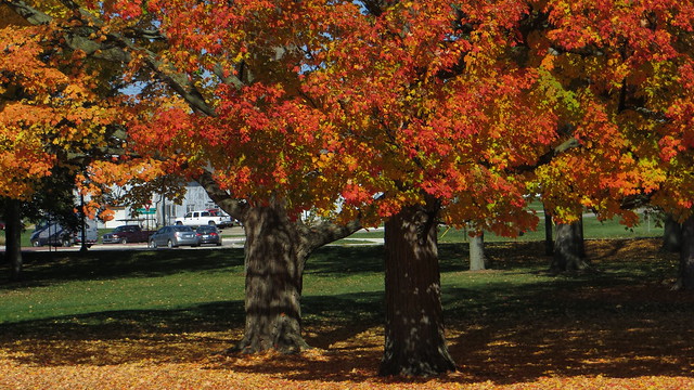 Trees near Earhart Manor