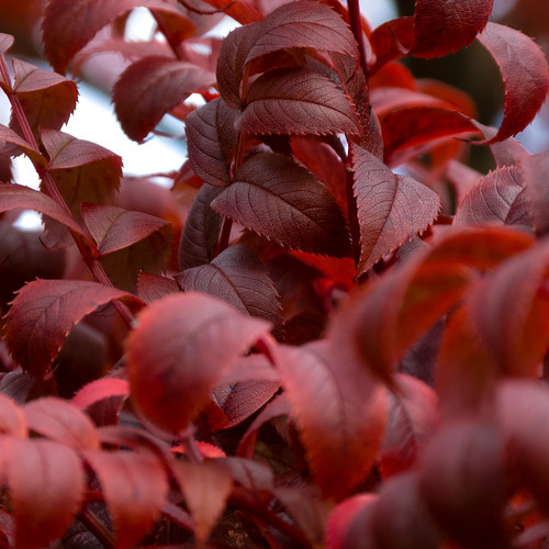 Autumn leaves: rowan