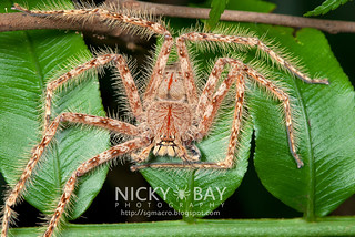 Huntsman Spider (Heteropoda sp.) - DSC_5892