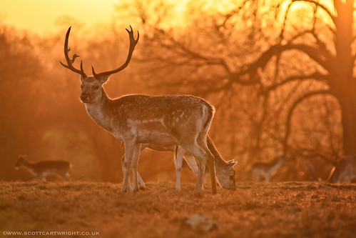 Stag At Sunset