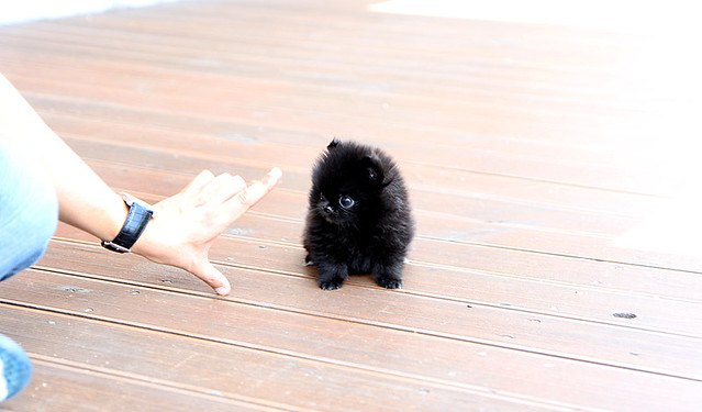 Chic black teacup pomeranian puppy