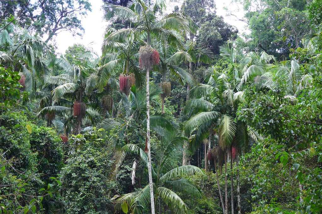 Colony of picabeen / bungalow palms (Archontophoenix cunninghamiana) along the Thylogale Track close to Jollys Lookout in the d'Aguilar Range