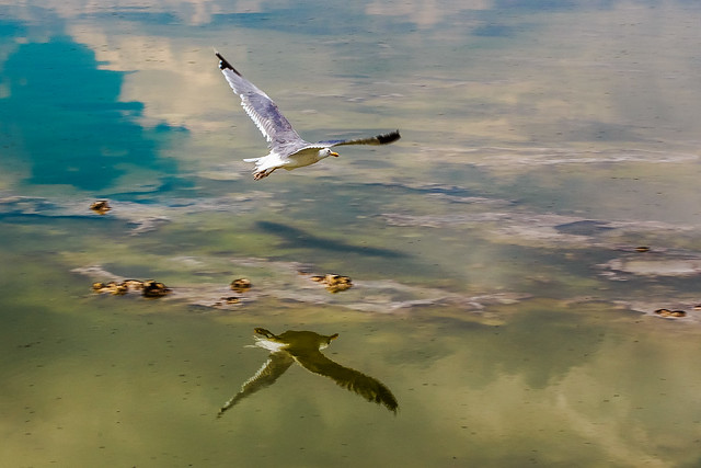 Gull at Mono Lake