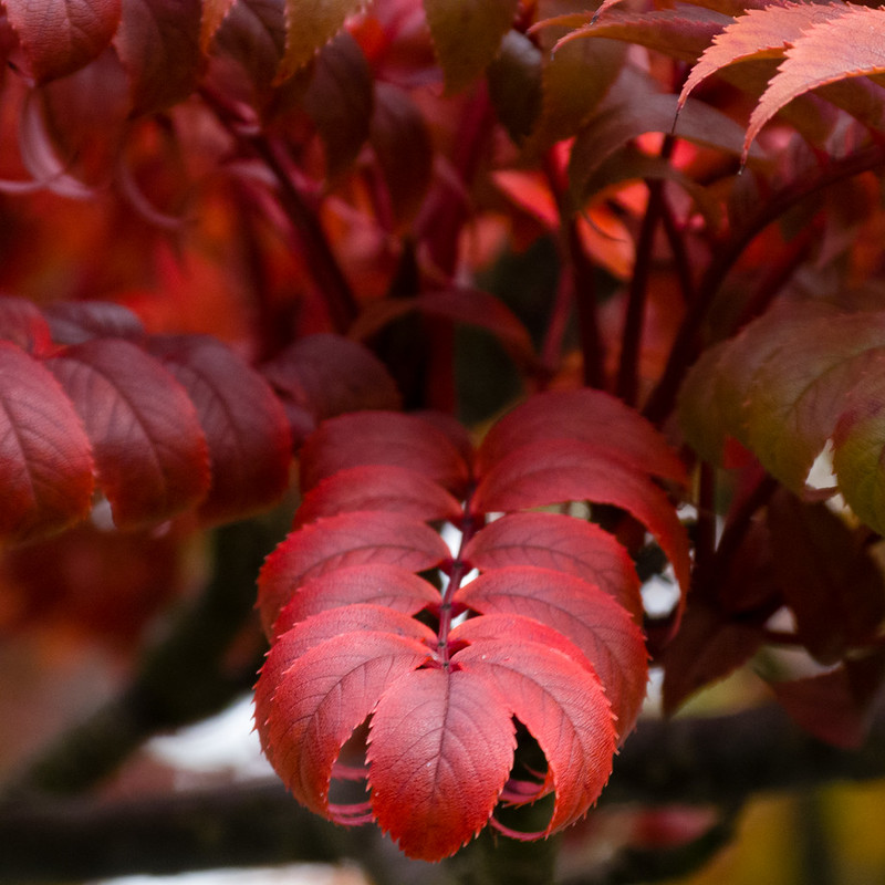Autumn leaves: rowan