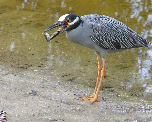 Yellow-Crowned Night Heron with Crab
