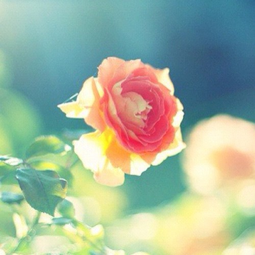 #igers #igdaily #iphonesia #world #life #clouds #day #pretty#picoftheday#love#me#jj#nature#heart#instamood#instagood#kuwait#interior#life#photograph#beautiful#inspiration#spiritual#pray#flowers#roses | by Do you remember me