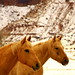 Horses @ Canyonlands