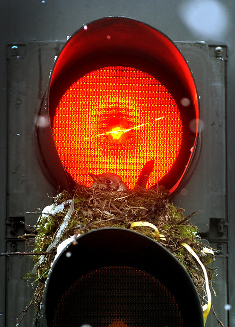Traffic Light Nest