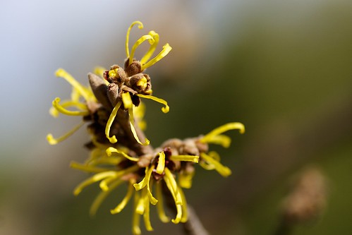 Hamamelis japonica | TAMRON SP AF 90mm F2.8 Di MACRO マンサク（満作… | Flickr