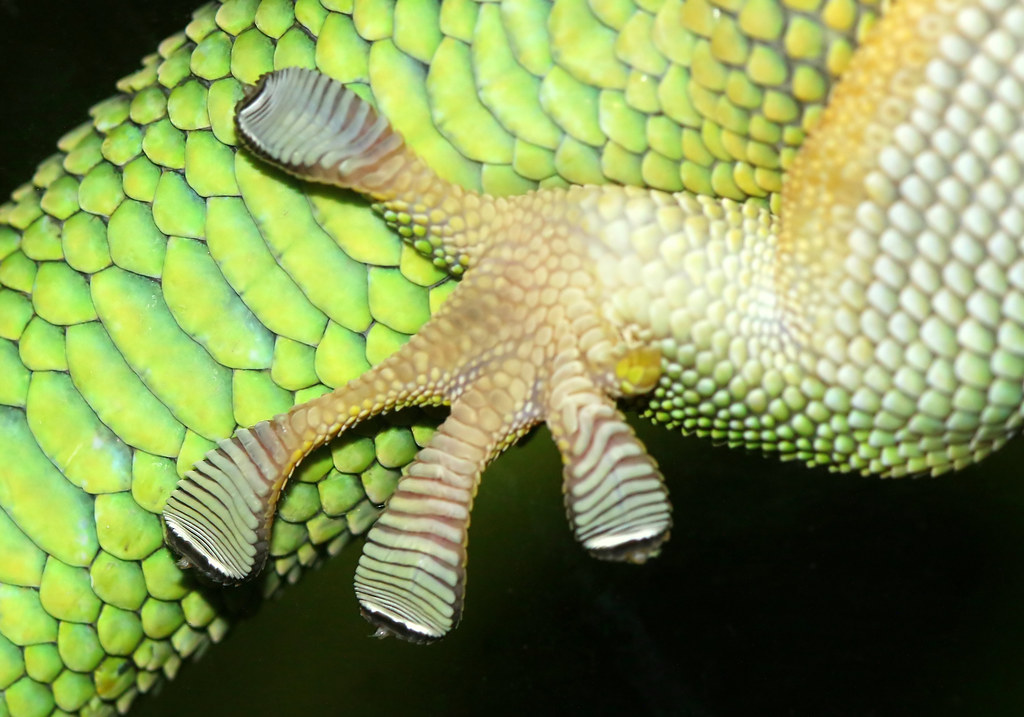 Gecko Sticky Toes, Day geckos have toe pads consisting of t…