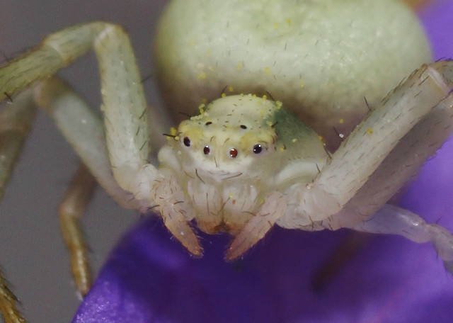 Arachtober Day 13 - Up Close And Personal