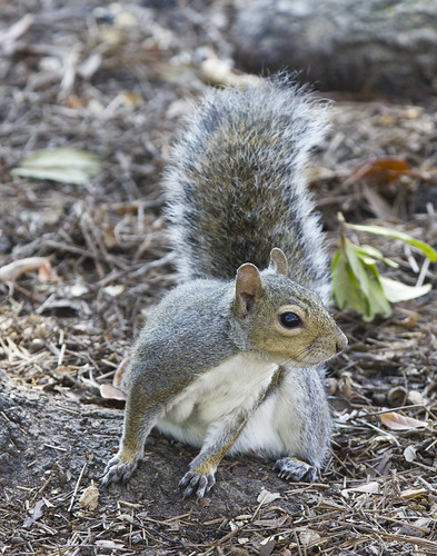 Gray Squirrel 5 | by Cliff Collings Photography