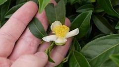 Fleur de théier dans les jardins du Jin Shuan