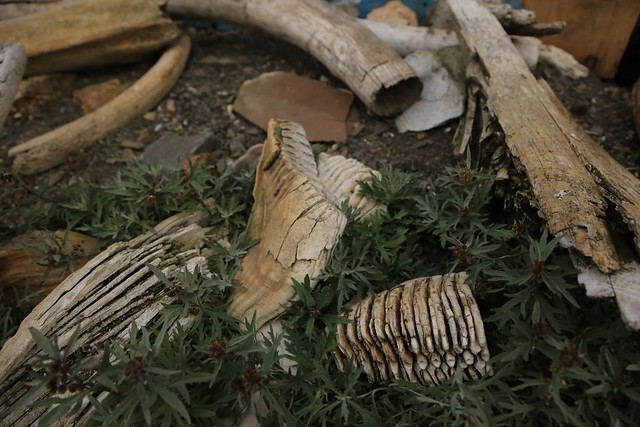 Archaeological Recovered Mammoth Bones and Teeth Landscape Wrangel Island UNESCO World Heritage Site Russia Arctic