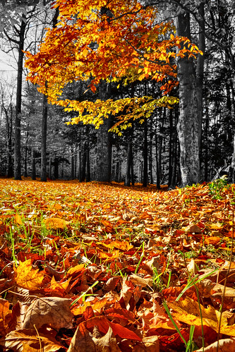 autumn trees leaves hdr selectivecoloring lowview tonemapped