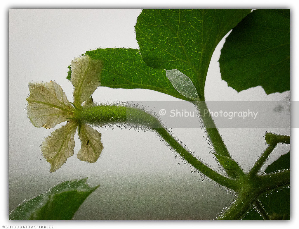Dew Or Late Autumn Season In Bangladesh Flickr