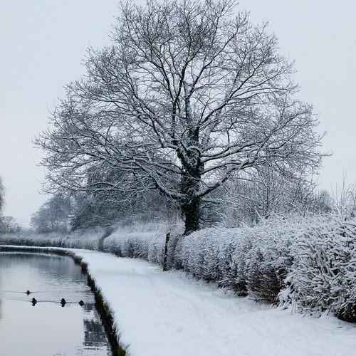 Canal near Wightwick, snow