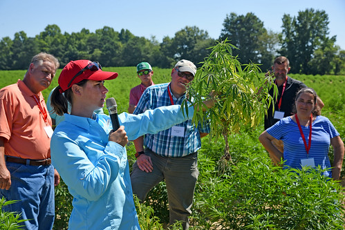 Extension specialist Dr. Angela Post shows agents and directors a sample of a diseased hemp plant during a tour of Broadway Hemp's farm in Harnett County.