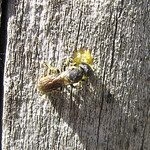 Gemeine Löcherbiene (Large-headed Raisin-Bee, Heriades truncorum)