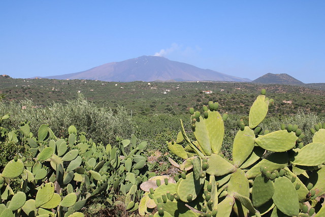 Blick über Kakteen und Pistazienplantagen zum Etna