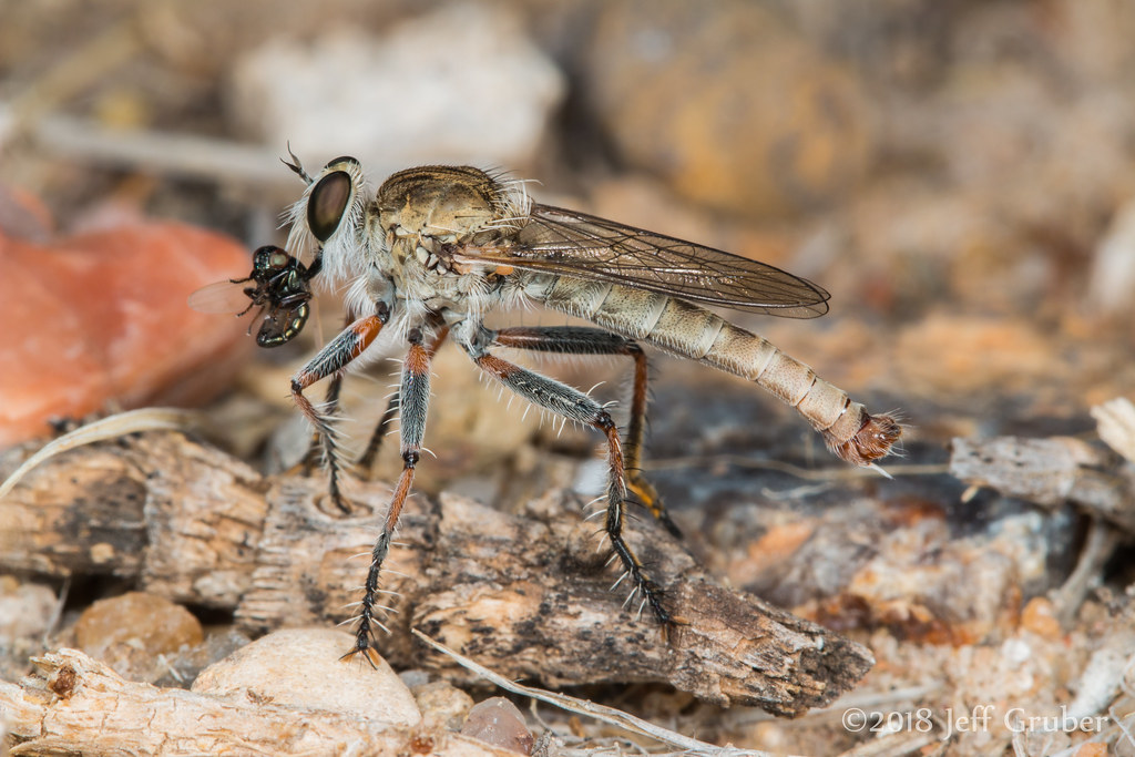 Robber Fly (Proctacanthella sp.) with prey