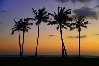Palms at Lualualei Beach Park, Wai'ane, Oahu, Hawaii