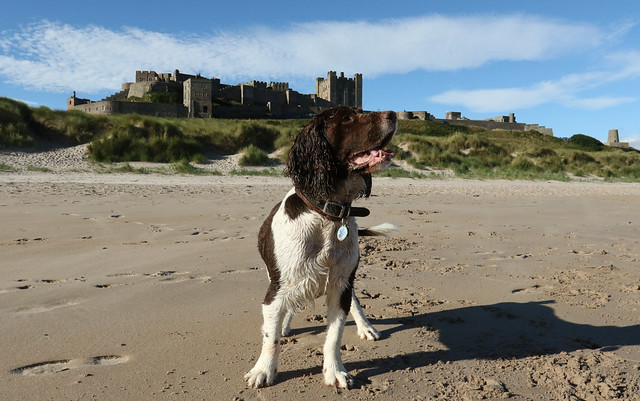 Charlie, wearing Bamburgh Castle, with pride as his crown.