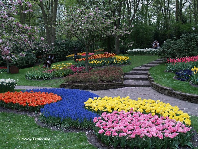 Dutch Tulips, Keukenhof Gardens, Holland - 0790