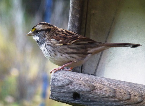 birds vermont feeder aves sparrow whitethroatedsparrow zonotrichiaalbicollis