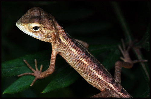 Garden Lizard | by Dinesh "Canon" Duggiralla