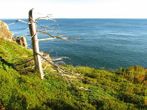 Boot Head Preserve | by VW Beetle