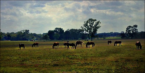 ranch horses rescue black beauty texas sanctuary clevelandamory