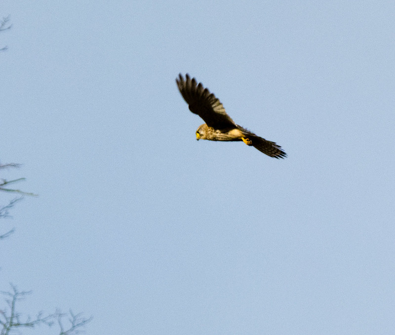 Kestrel hovering