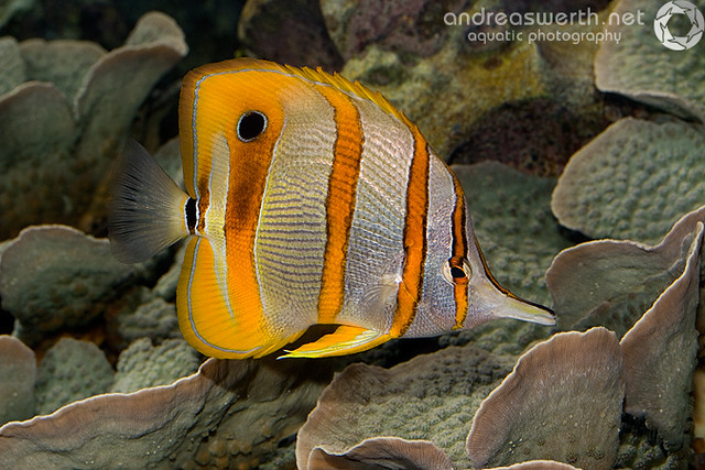Copperbanded Butterflyfish - Kupferstreifen-Pinzettfisch - Chelmon rostratus
