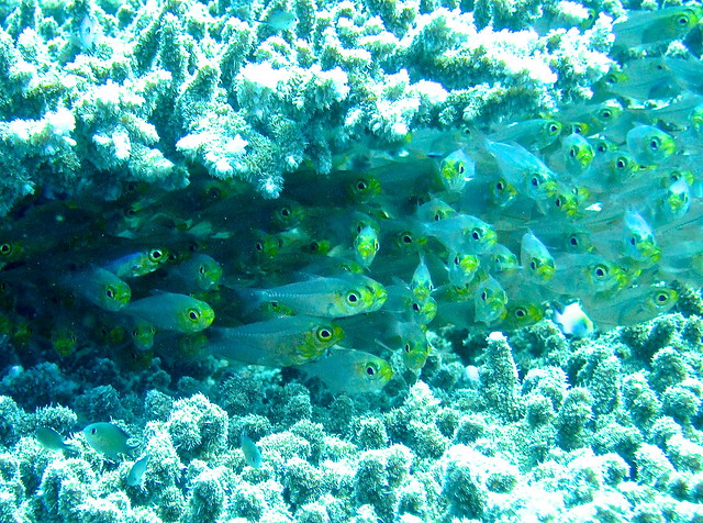 Red Sea dwarf sweepers (Parapriacanthus guentheri) Glassfish