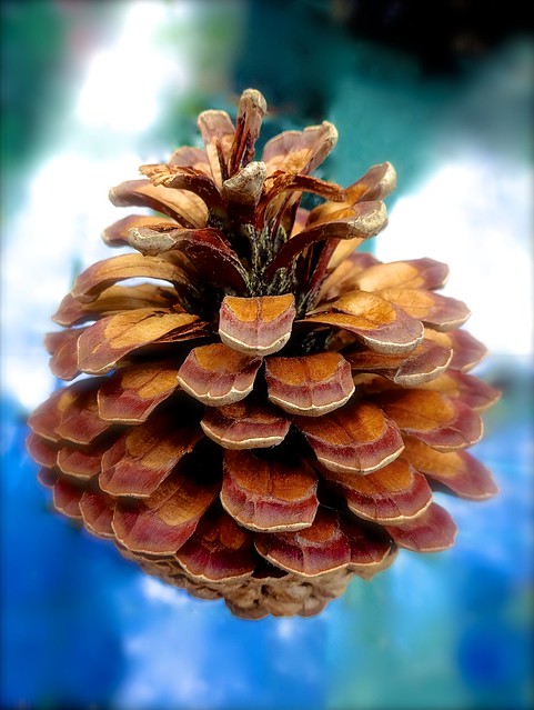 Floating Pine Cone