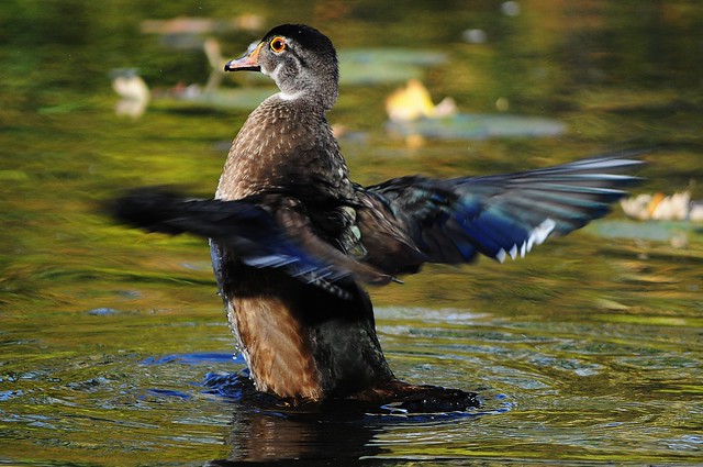 Young wood duck spreading his wings