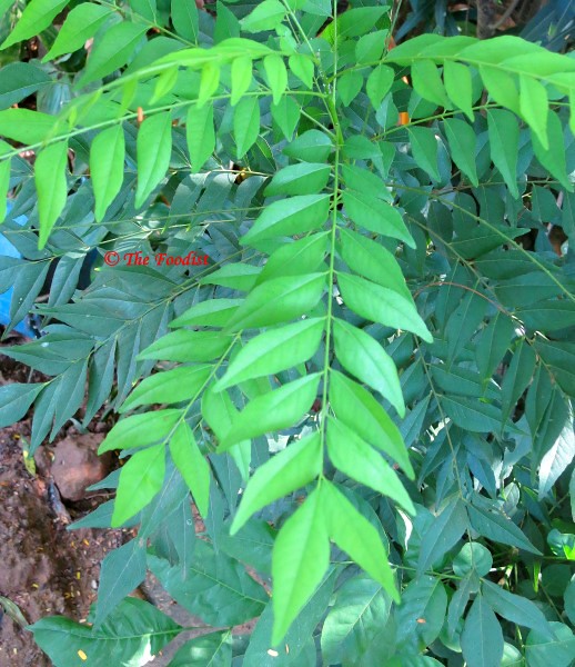 Curry Leaves (Murraya koenigii)
