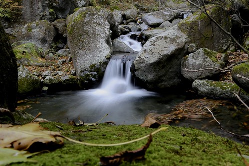 autumn water rock leaf moss stream kawamata