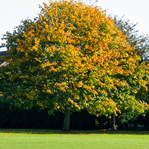 Autumnal tree, East Park