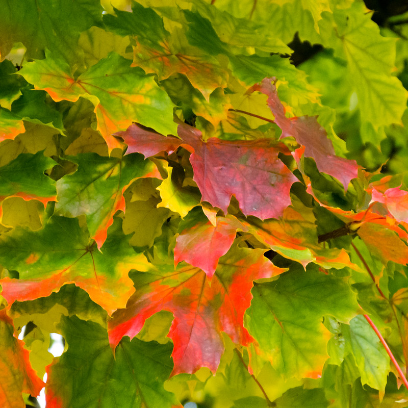 Autumn leaves
