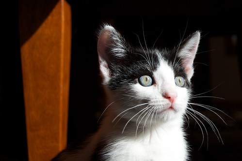 Domino the Kitten - Week 2 | by pmarkham